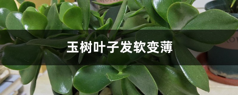 <b>玉樹葉子發軟變薄怎么解決，怎么處理</b>