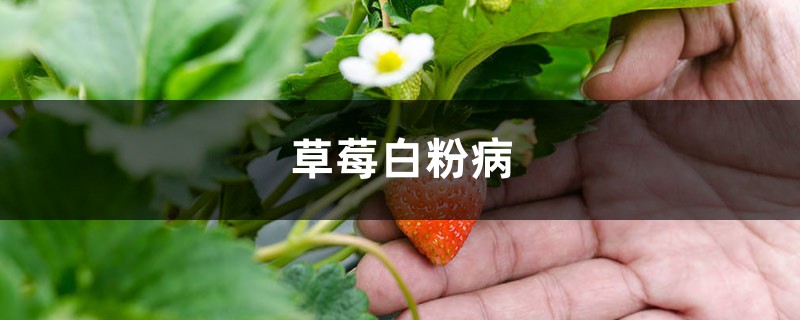 <b>草莓白粉病怎么治療</b>