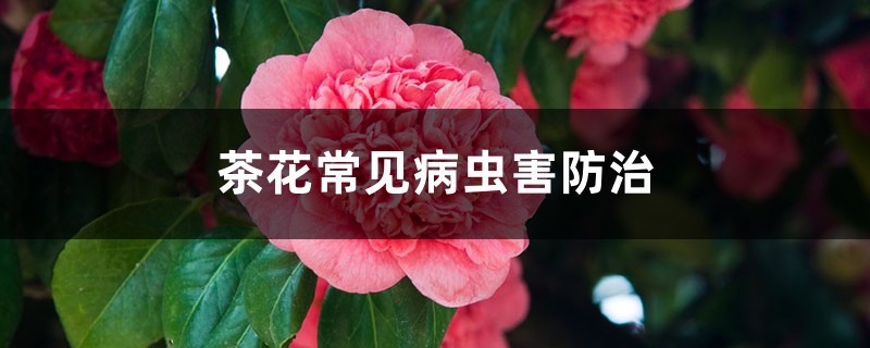 <b>茶花常見病蟲害防治，茶花病蟲害用藥</b>