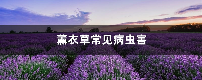 <strong>薰衣草常見(jiàn)病蟲(chóng)害，薰衣草長(zhǎng)紅蜘蛛</strong>