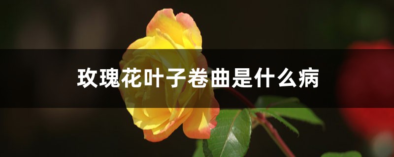 <strong>玫瑰花葉子卷曲是什么病，葉子卷曲怎么解決，怎么處理</strong>