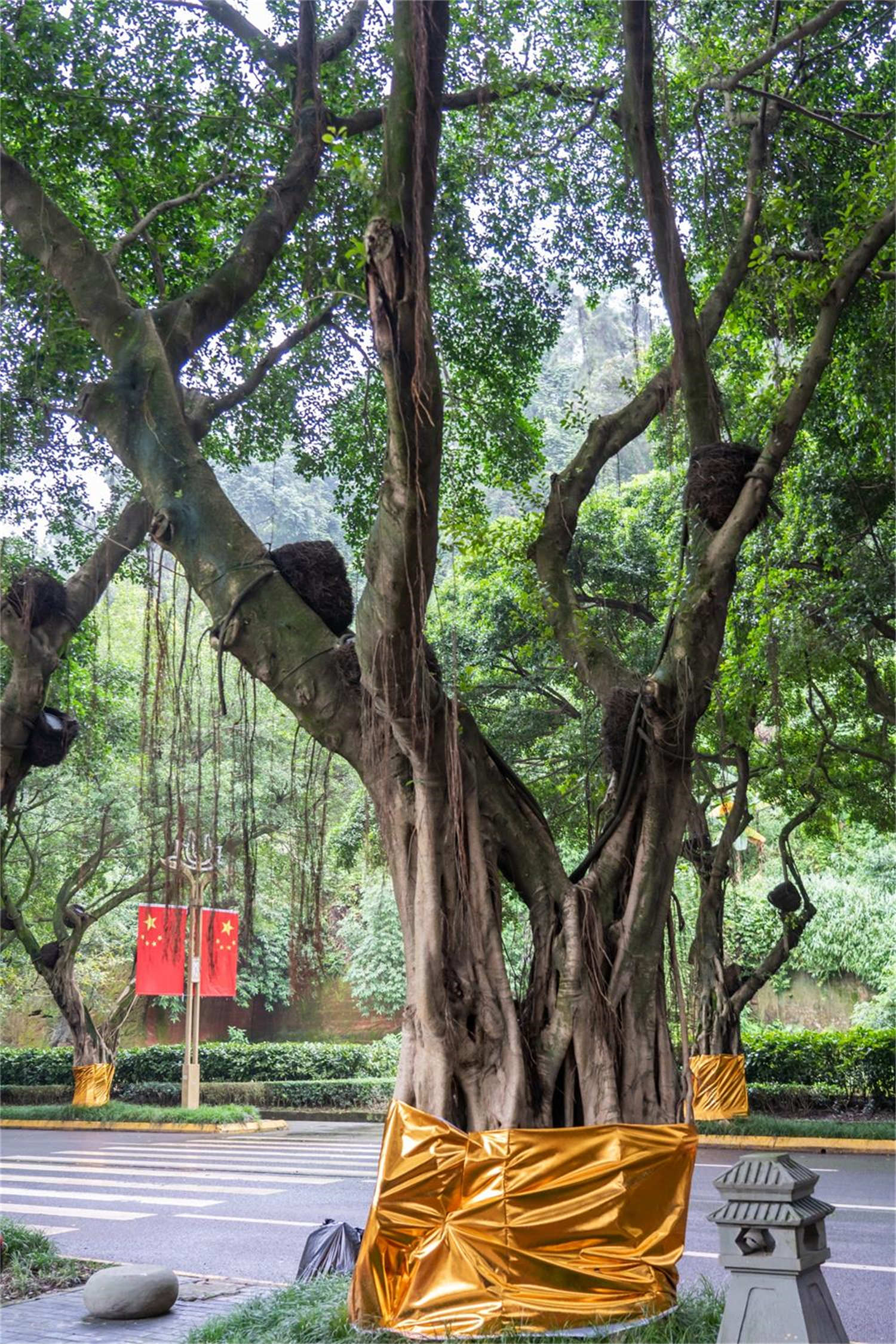 榕樹盆景病蟲害防治方法