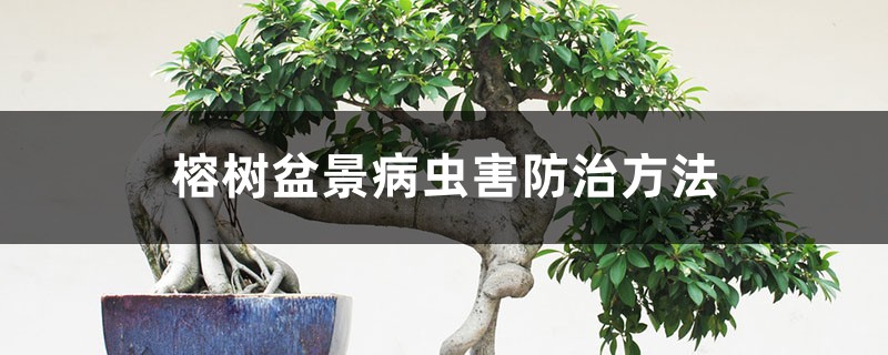 <b>榕樹盆景病蟲害防治方法</b>