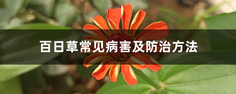 <strong>百日草常見病害及防治方法</strong>