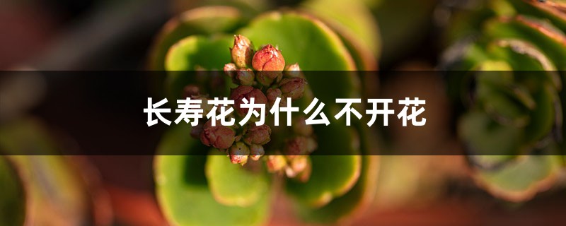 <b>長壽花為什么不開花</b>