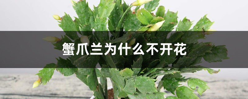 <strong>蟹爪蘭為什么不開花</strong>