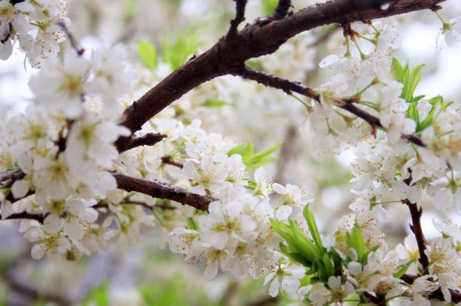 盆栽梅花不開花怎么解決，怎么處理