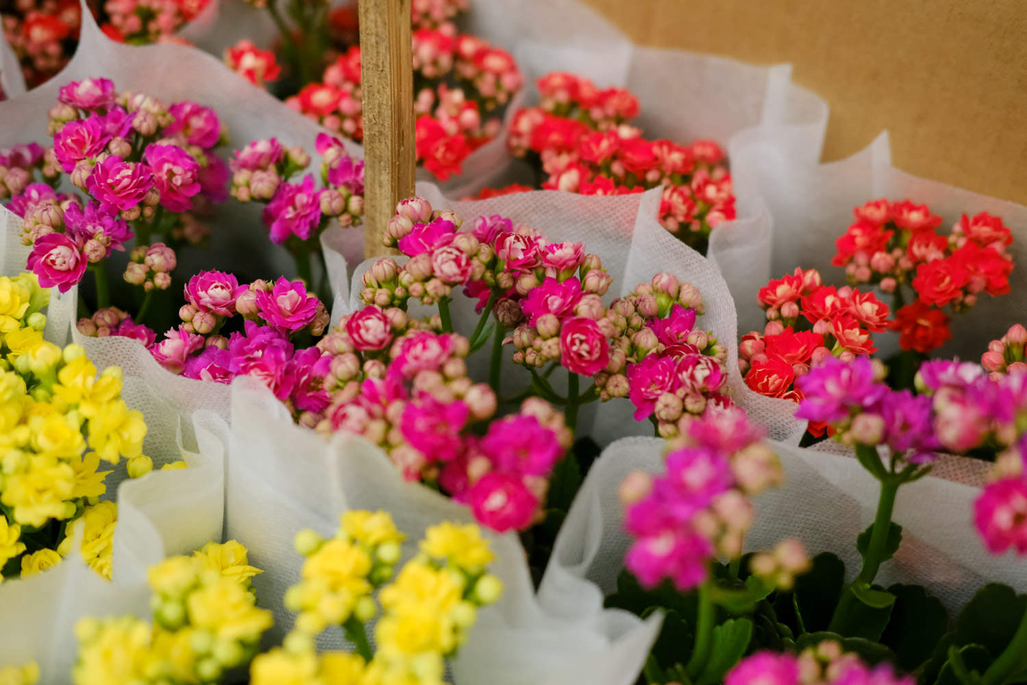 長壽花不開花怎么回事（只長葉子不開花）