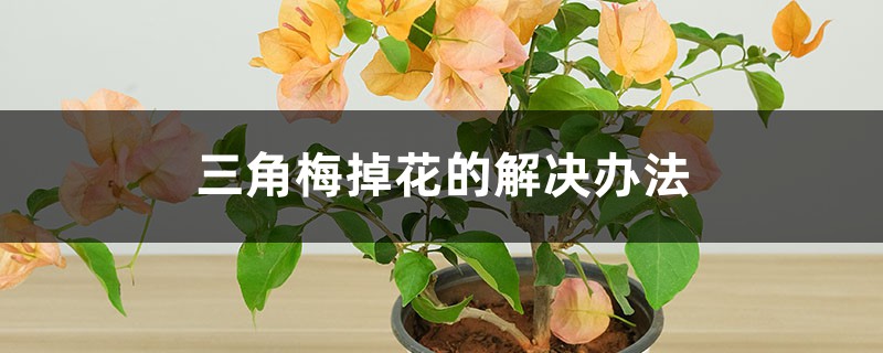 <b>三角梅掉花的解決辦法</b>