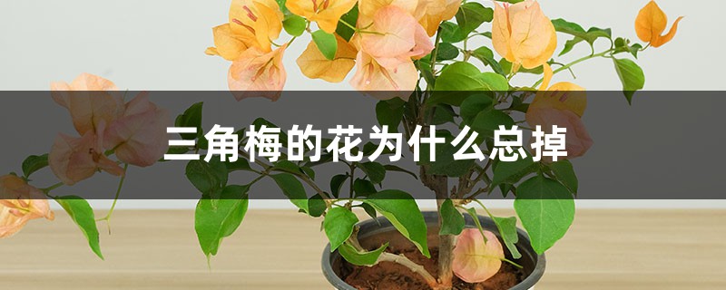 <b>三角梅的花為什么總掉</b>