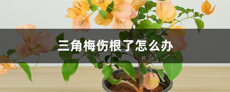 <b>三角梅傷根了怎么解決，怎么處理</b>