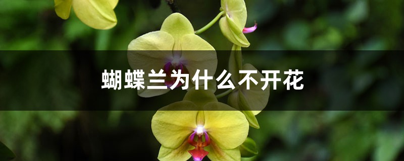 <b>蝴蝶蘭為什么不開花</b>