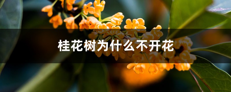 <b>桂花樹為什么不開花</b>