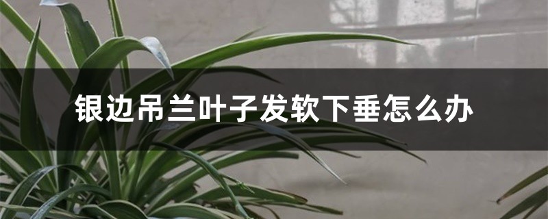 <strong>銀邊吊蘭葉子發軟下垂怎么解決，怎么處理</strong>