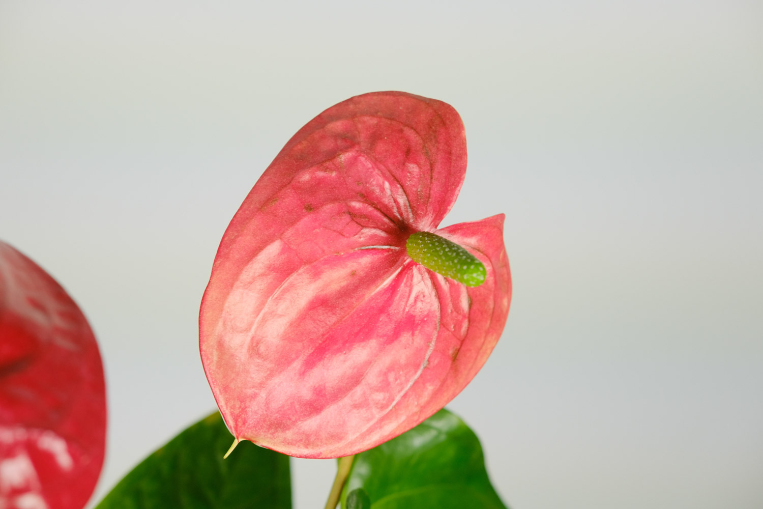 紅掌不開花是什么原因，花小是什么原因