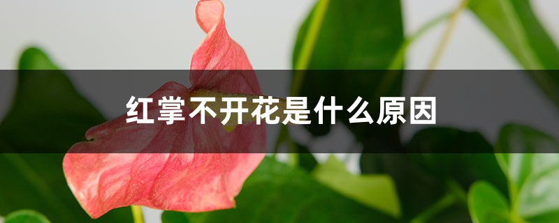 <b>紅掌不開花是什么原因，花小是什么原因</b>