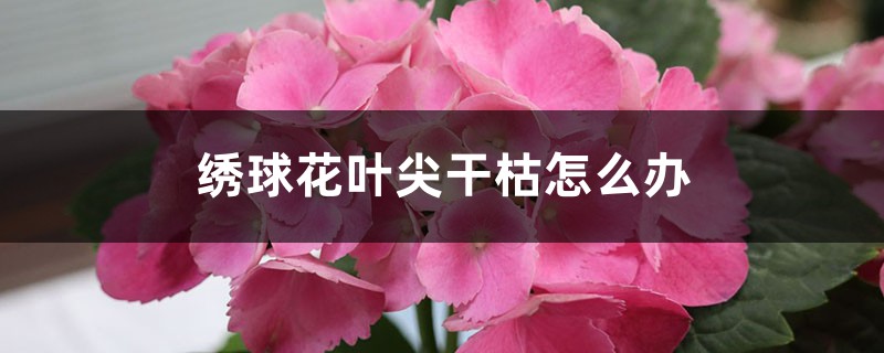 <b>繡球花葉尖干枯怎么解決，怎么處理</b>