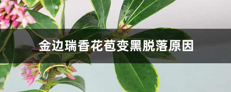 <strong>金邊瑞香花苞變黑脫落，還能救活嗎</strong>