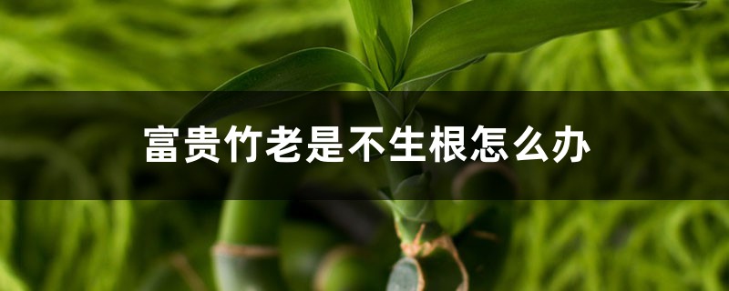 <strong>富貴竹老是不生根怎么解決，怎么處理</strong>