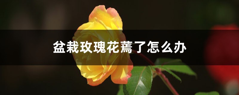 <strong>盆栽玫瑰花蔫了怎么解決，怎么處理</strong>