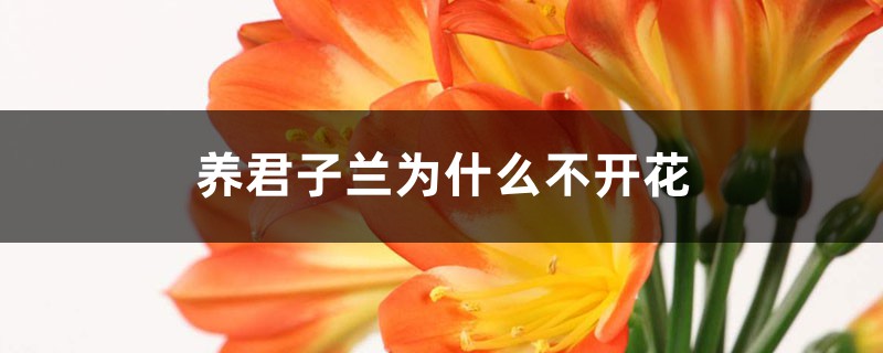 <b>養君子蘭為什么不開花</b>