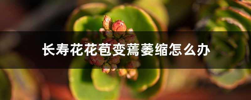 <strong>長壽花花苞變蔫萎縮怎么解決，怎么處理</strong>