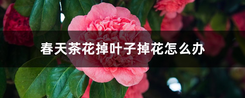 <strong>春天茶花掉葉子掉花怎么解決，怎么處理</strong>