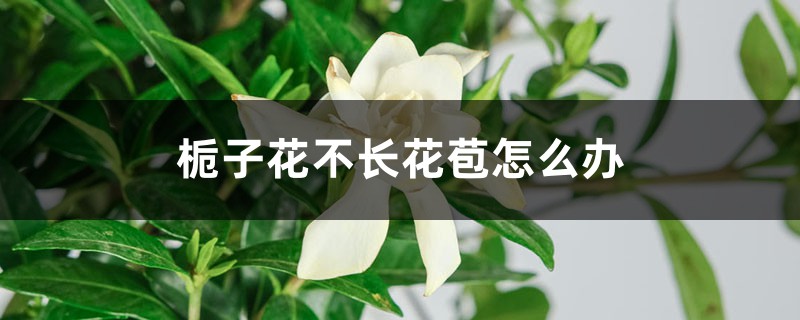 <strong>梔子花不長花苞怎么解決，怎么處理</strong>