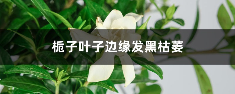 <b>梔子花葉子邊緣發黑枯萎怎么解決，怎么處理</b>