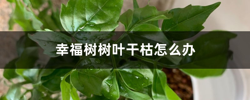 <b>幸福樹樹葉干枯怎么解決，怎么處理</b>