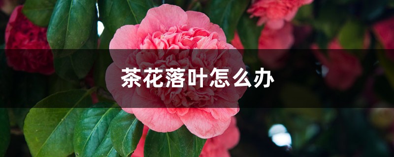 <b>茶花落葉怎么解決，怎么處理</b>