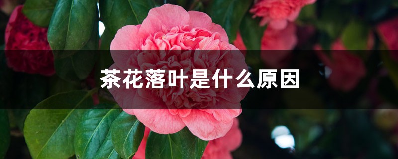 <b>茶花落葉是什么原因</b>