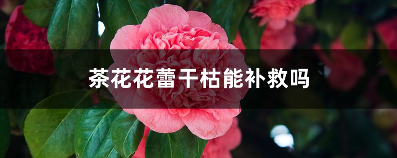 <b>茶花花蕾干枯怎么補(bǔ)救</b>