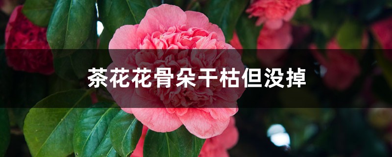 <strong>茶花花骨朵干枯但沒(méi)掉是怎么回事</strong>