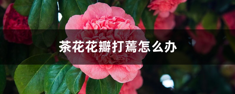 <b>茶花花瓣打蔫怎么解決，怎么處理</b>