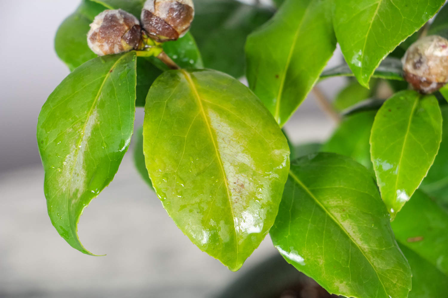 茶花的葉子干硬脫落什么原因