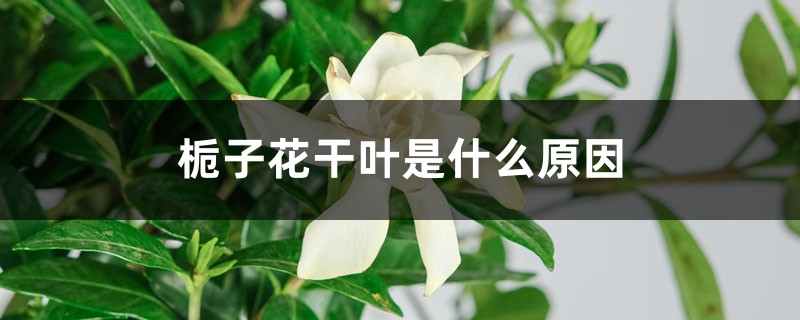 <b>梔子花干葉是什么原因</b>