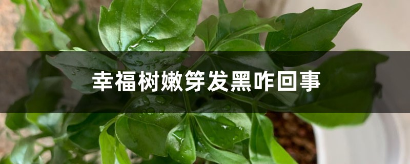 <b>幸福樹嫩芽發(fā)黑怎么回事</b>