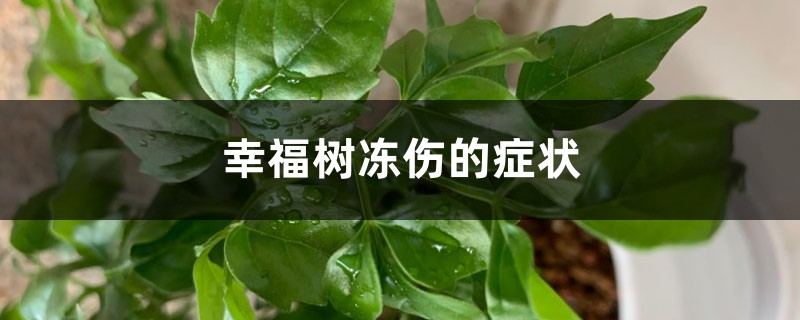 <b>幸福樹凍傷的癥狀識別與防治</b>