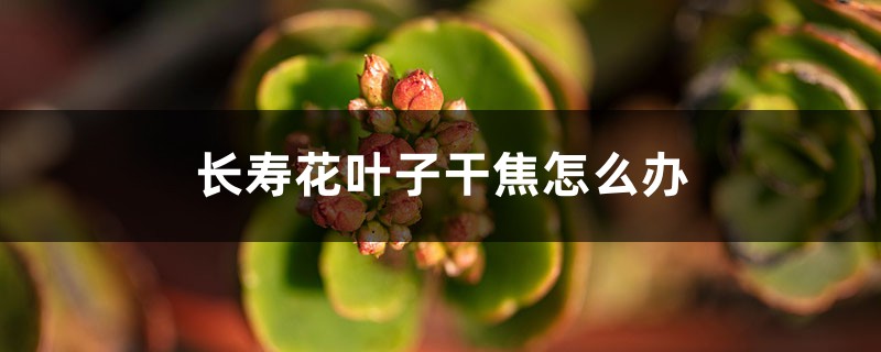 <strong>長壽花葉子干焦怎么解決，怎么處理</strong>