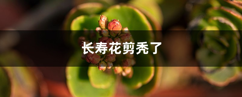 <strong>長壽花剪禿了還發(fā)芽嗎</strong>