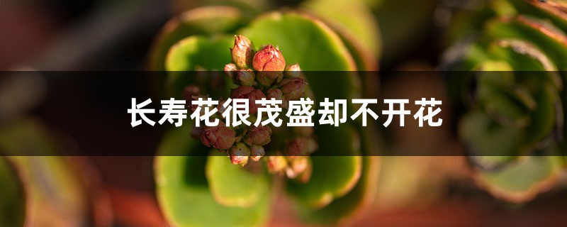 <b>為什么長壽花很茂盛卻不開花</b>