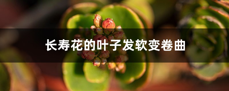 <strong>長壽花的葉子為什么會發軟變卷曲</strong>