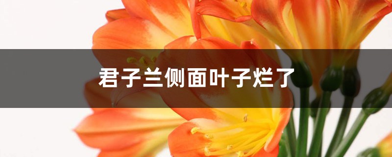 <b>君子蘭側面葉子爛了的原因，如何處理</b>