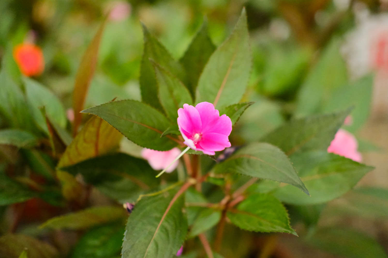 鳳仙花葉子蔫了怎么解決，怎么處理