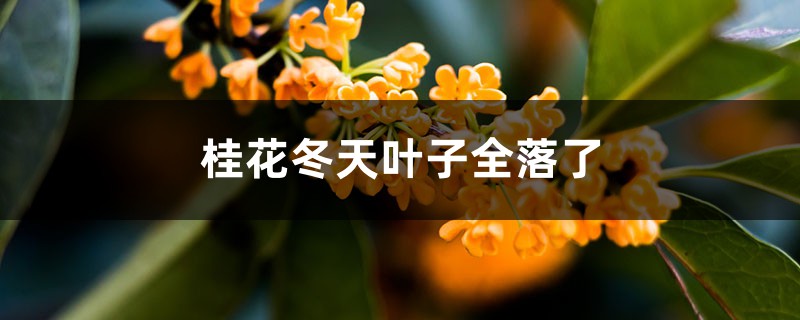 <b>桂花冬天葉子全落了怎么解決，怎么處理</b>