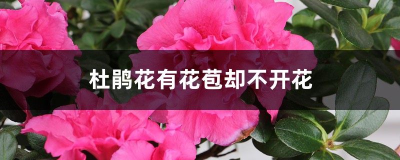 <strong>杜鵑花有花苞卻不開花怎么解決，怎么處理</strong>