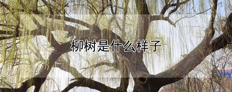 柳樹是什么樣子