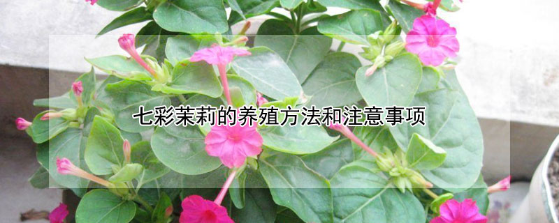 七彩茉莉的養殖方法和注意事項