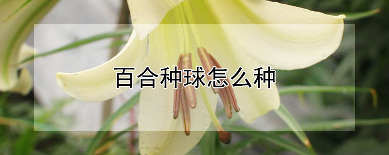 百合種球怎么種